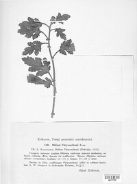 Oidium chrysanthemi image